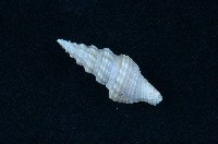 藏品(捲管螺)的圖片